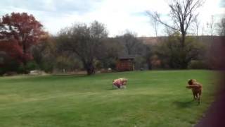 The Runaway Cart