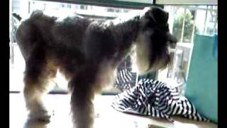 Video-0001.mp4