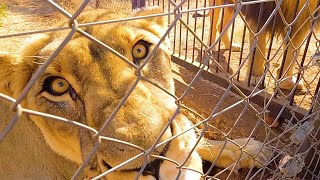 Helping A New Lion Pride Bond | The Lion Whisperer