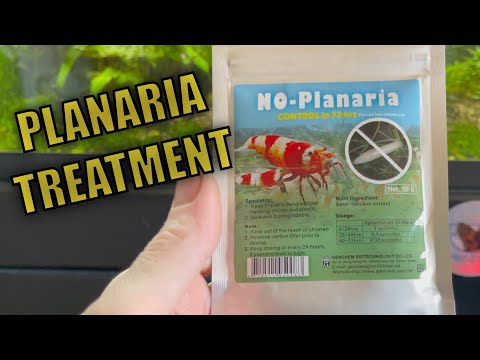 Video: Bagaimana anda memindahkan Planaria?
