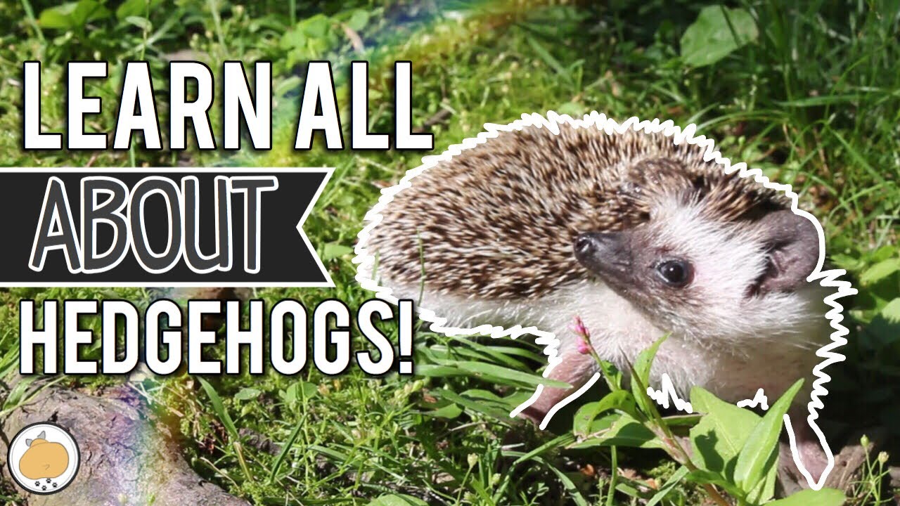 bugs bunny Hedgehog Exploring for 8 Minutes! 🦔 | Pet Hedgehogs