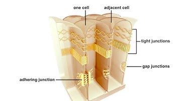 Animal cell junctions Animation
