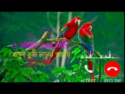 O Amar Jan Pakhi O Amar Pran Pakhi Eso Tumi Moner Khacay Bedhe Rakhi Bengoli Ringtone  HARDTONE