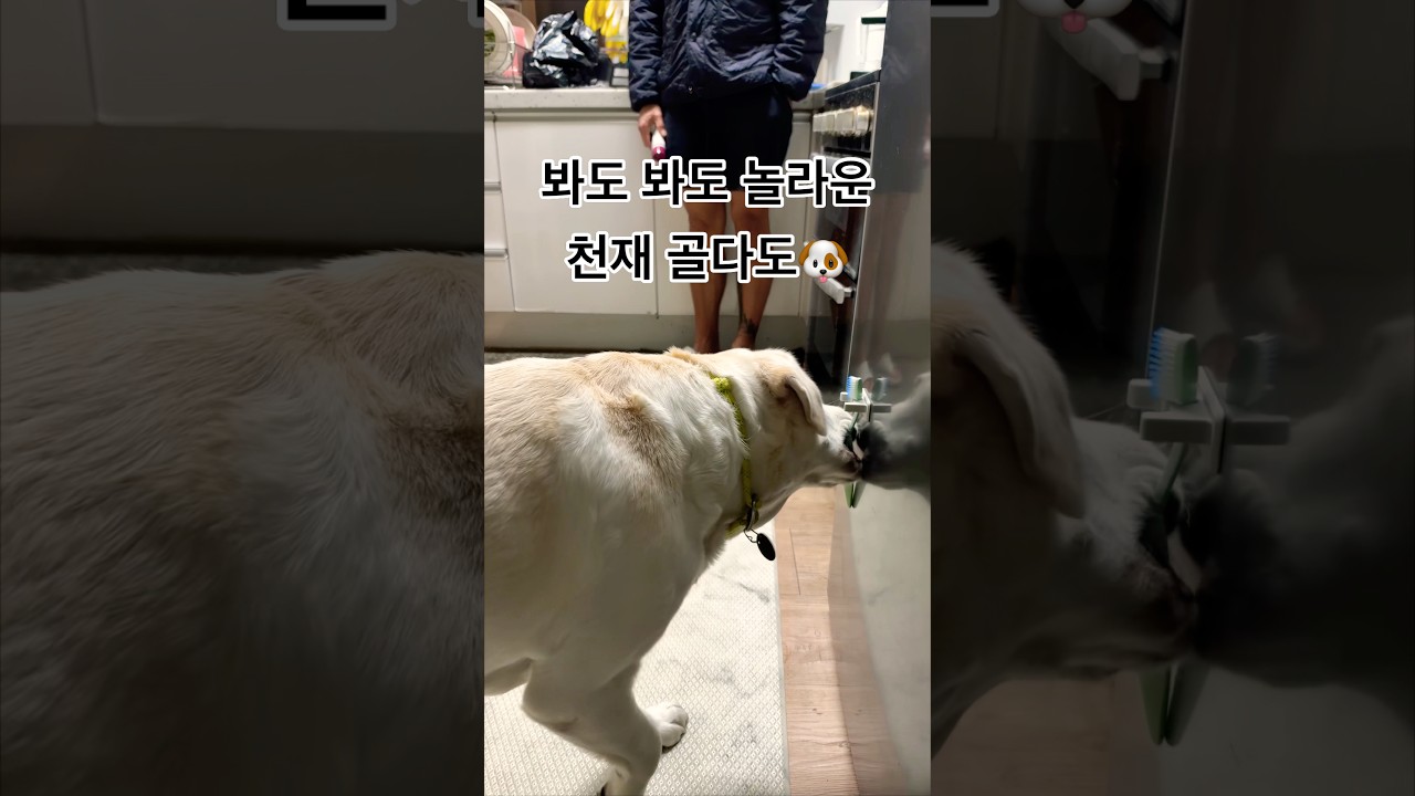 키울수록 신기한 골다도 리트리버