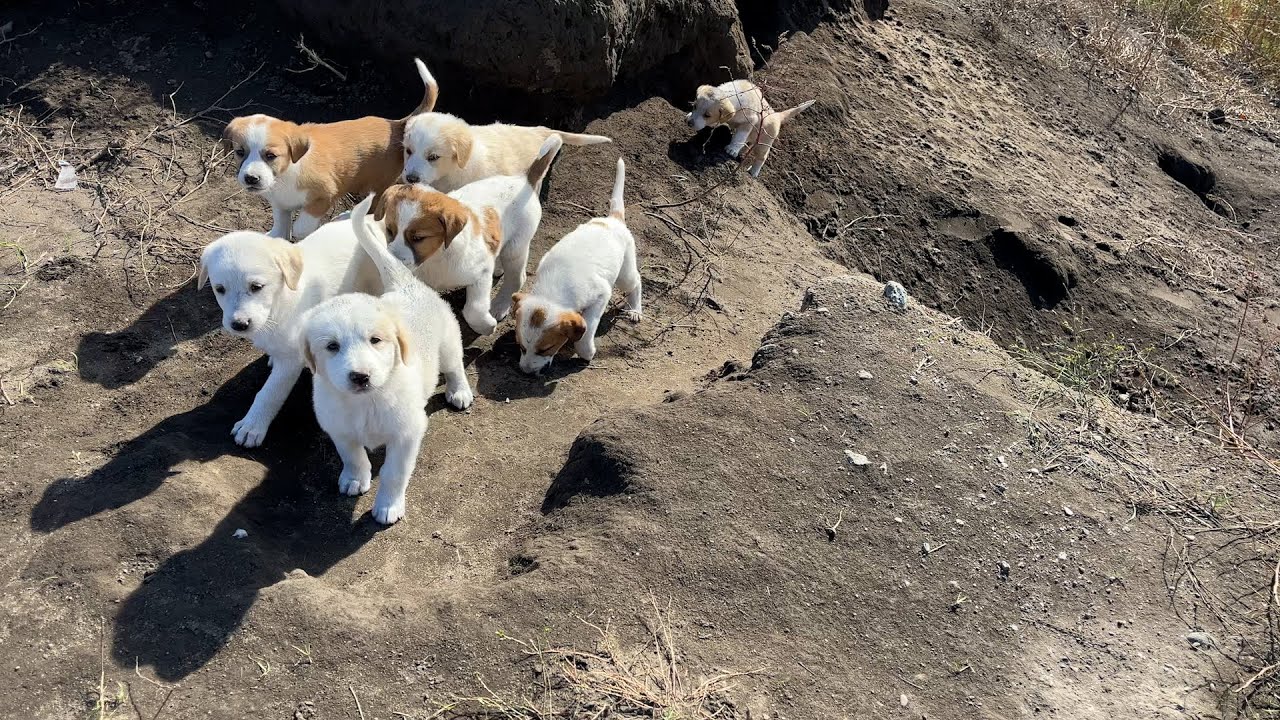 KÖPEKLER KAVGA EDERKEN BENİDE ISIRDILAR DİZİM KÖTÜ..