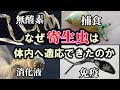 【ゆっくり解説】寄生虫の進化~体内で生きるという選択～