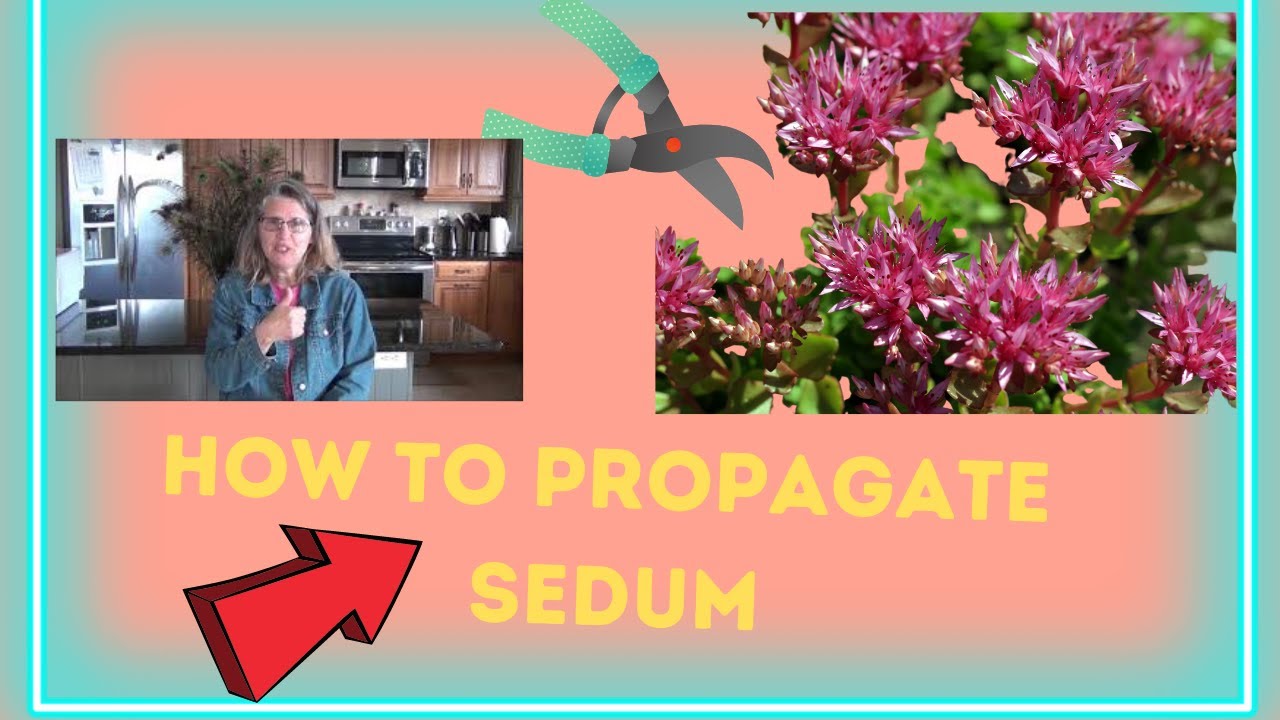 How To Propagate Sedum  = Free Plants / Dragon'S Blood Sedum ❤
