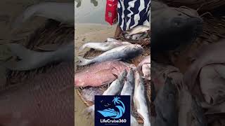 Download Lagu POPULAR TUESDAY FARMERS MARKET-PARAPO LAGOS MP3