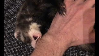 my ferret trying to eat me
