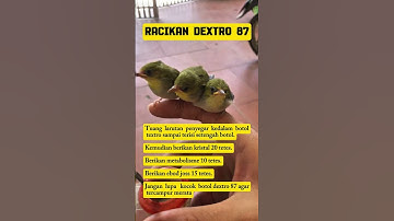rawatan burung pleci #burung #mangkicauoffecial #kicaumania #burungkicaudialamliar #masteranjernih