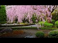【WEB動画】妙心寺退蔵院 春の特別拝観