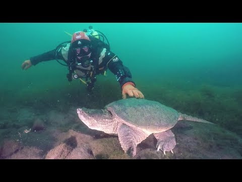 Diver Catches Huge Snapping Turtle