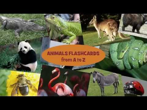 Animals from A to Z - YouTube