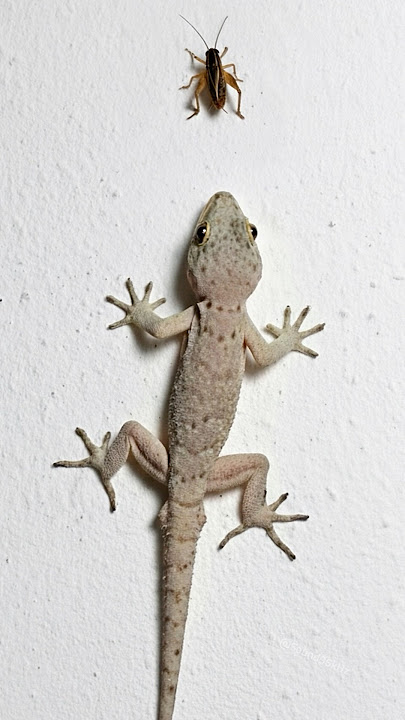 Amazing Lizard Sound 🦎 Effect | Gecko Sound #lizard