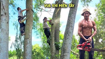 Vua Khỉ Miền Tây cưa mé nhánh cây Tràm trên cao lúc gió to và cái kết. How to saw a tall tree