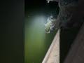 15LB SACRAMENTO RIVER STRIPER RELEASE. NIGHT FISHING 5/23/2025