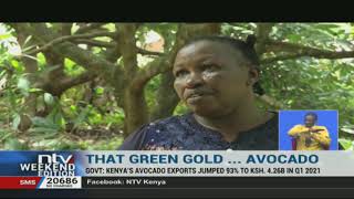Green Gold: Avocado farming gaining popularity, farmers smile to the bank