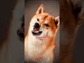 🦁🕊️ 🐾#wendys🍔🐕#dogecoin#spacex🐾#stocks#shorts#rap#krispykram#litecoin#tesla#lucidmotors#50cent