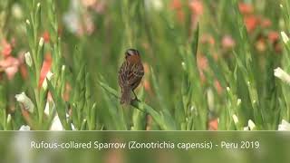 Rufous-collared Sparrow (Zonotrichia capensis) - Peru 2019 Also known as the Andean Sparrow this lively, attractive bird, is found from southern Mexico to the southern most tip of South America, through to some rocky areas of the south western United States.

It's commonly seen in parks and gardens as well as cultivated areas, open areas with bushes and scattered trees, open and semi-open areas. From human habitations to woodlands and grassy clearings with nearby cover.

In this video are three specimens many miles apart. One in a cultivated field. One on a rarely seen (by us) patch of green grass in a small Peruvian town. And the last high up in the mountains, as we climbed Machu Picchu.

In the video, we can clearly see the rufous collar on its nape and neck sides, which give it its name.

It is one of the most polytipic (having variant forms) birds in the world, with approx 25 sub-species.

I didn't get to hear much of it in Peru, but the Rufous-Collared Sparrow is greatly admired for its diverse vocalizations, in many different dialects.

Having said that, they a