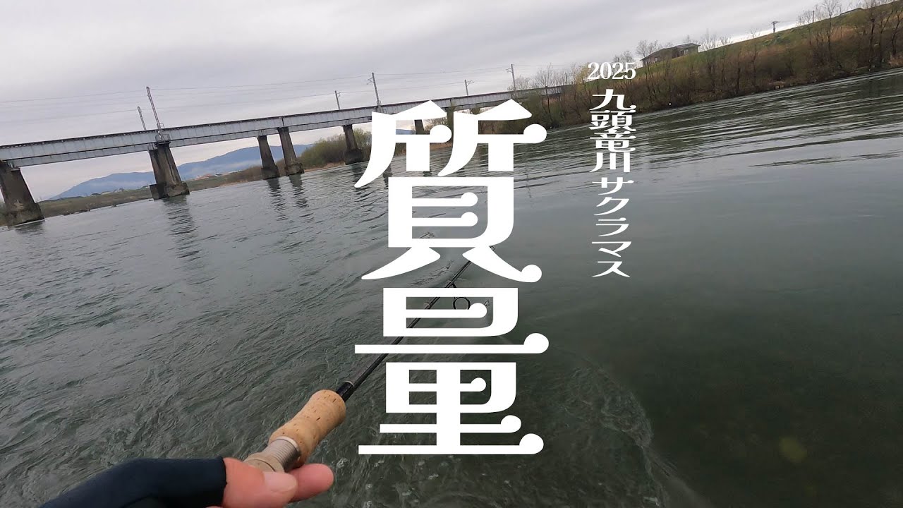 2025 [九頭竜川]♯42　質量　[サクラマス]
