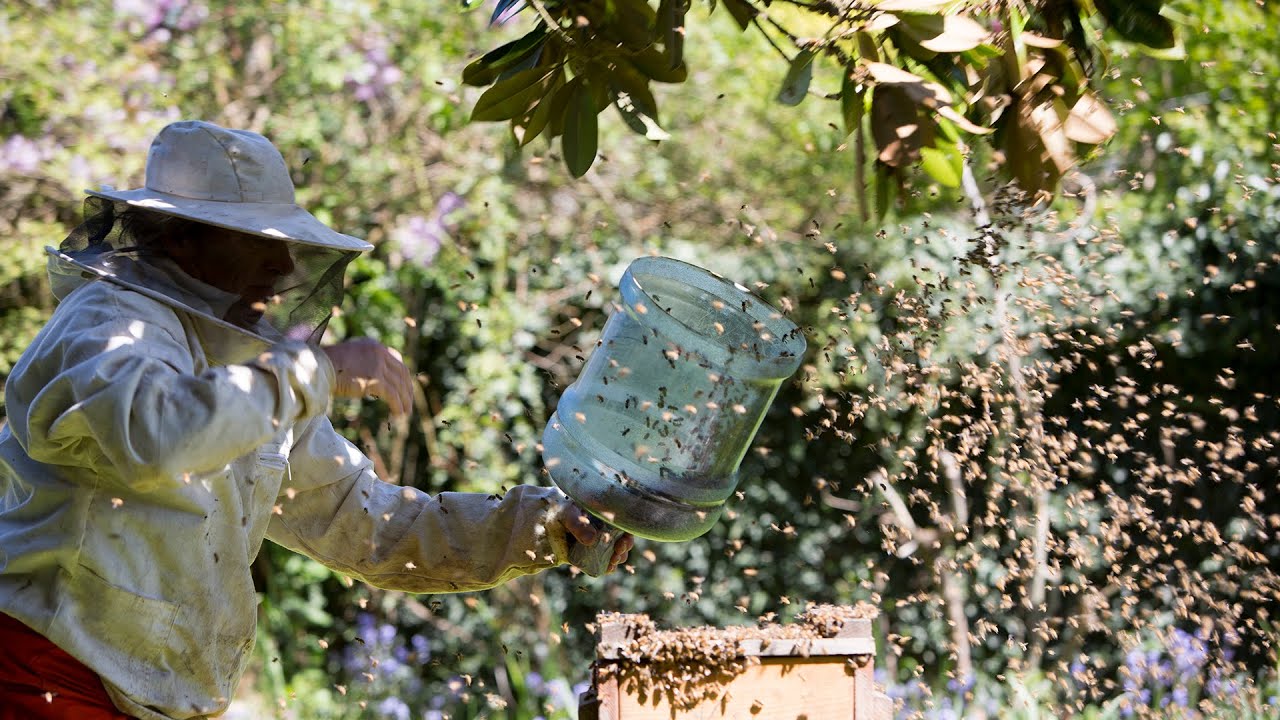 Spring Swarming Capturing a spring swarm - YouTube