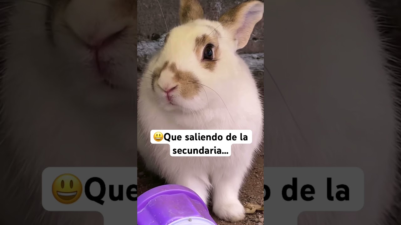 El conejiro sheinban para presidente😎☝🏻🤓