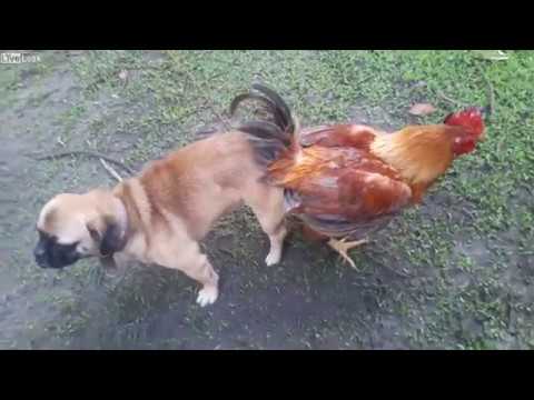 Скрещивание собаки с петухом. animal breeding Dog on Rooster.