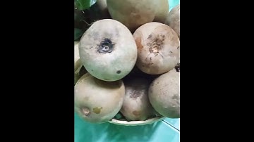 Sapodila - Hồng xiêm - Sapoche - Lồng mứt🌳#shorts