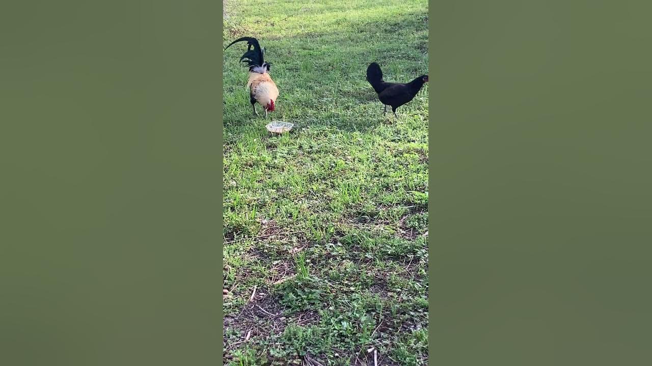 Feeding the chickens, rice, red kidney beans, pinto beans, macaroni, and cheese YouTube