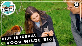 Wilde bijen nestelen graag op een dijk | TV | Vroege Vogels