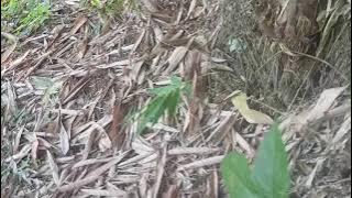 VLOG MENELUSURI ALAM DI DAERAH CIANJUR CIBEBER 