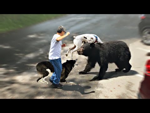 Video: 10 hundraser med björnar