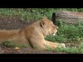 ライオン の『トム』と『サナ』 (浜松市動物園) 2018年7月1日