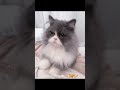 【🥐今日のパンこね職人🥐】短いおててで頑張ってる✨#猫 #猫のいる暮らし #猫動画 #cat #catvideos #cats #catshorts #ミヌエット #minuet #ちゃんねるる