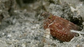 Spearing mantis shrimp hunting in slow motion