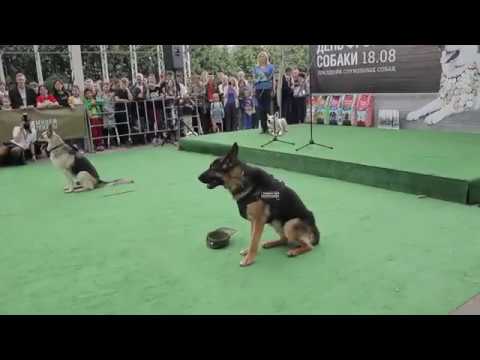 День фронтовой собаки 2019