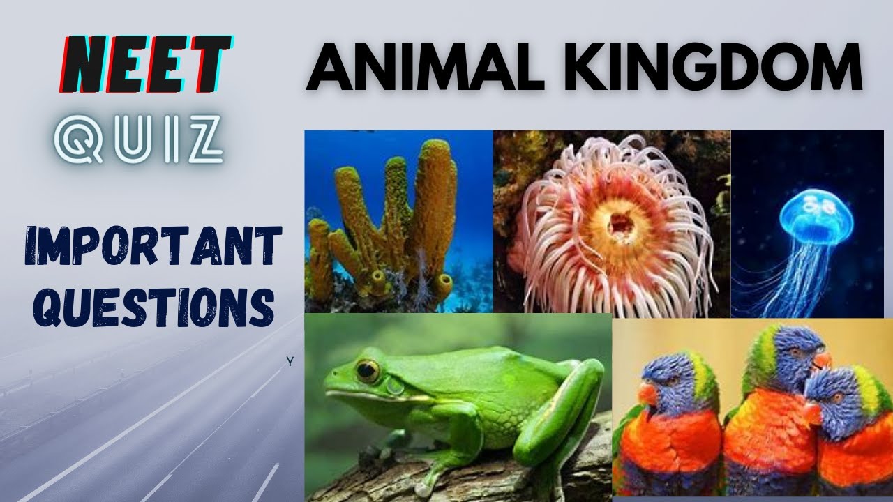 🔴LIVE QUIZ NEET MCQs Animal Kingdom YouTube