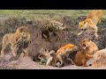 Surprise ! 20 Lionns Savage Destroy Mother Hyena and Newborn | Animals Attack 2022