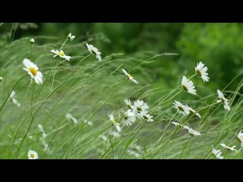 ~ Flower Meditation w/Tibetan Bowls #1 ~ 10 min ~
