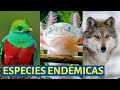 video sobre la vida animal