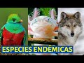 🐺Qué son las ESPECIES ENDÉMICAS y sus características- EJEMPLOS DE ANIMALES DE TODO EL MUNDO🐿️🐰