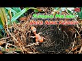 Anak Burung Kedasih Mati Kering Karena Telat Menetas - Baby Cuckoo Bird Died Due To Late Hatching