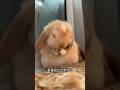 耳が下がっていてもっとかわいいウサギ