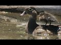 Mother duck with ducklings at pueblo zoo 4k  panasonic 100400mm lens on gh5 ii gh5m2 camera