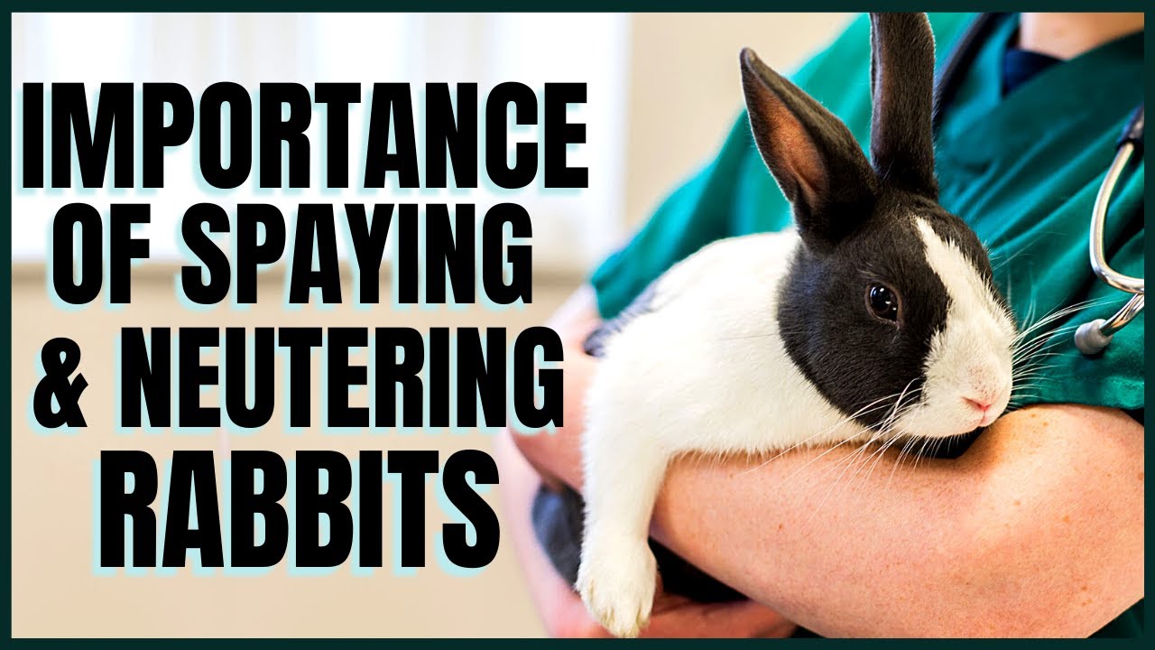 Importance of Spaying & Neutering Rabbit - YouTube