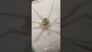 JUST MOLTED: my male Damon diadema