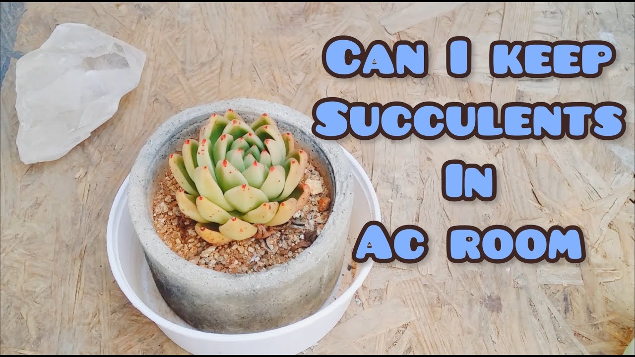  CAN I KEEP SUCCULENTS IN AC ROOM ? SUCCULENT CARE TIPS YouTube