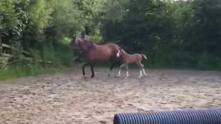 Foal has first go at jumping