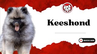 Unleash The Fun Facts: Keeshond Puppies