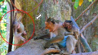 Oh No.....Jin ! Female Mother Monkey is Really Wrong B/_itten A little Baby Monkey | Monkey-Animals by Monkey-Animals2024 908 views 2 weeks ago 1 hour, 5 minutes